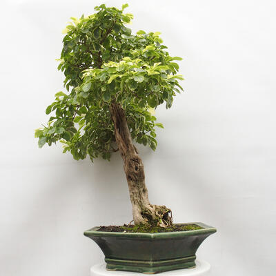 Indoor bonsai - Duranta erecta Aurea - 2