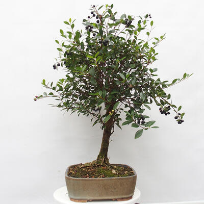 Indoor bonsai - Syzygium - Allspice - 2