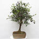 Indoor bonsai - Syzygium - Allspice - 2/6