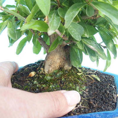 Room bonsai-PUNICA granatum-pomegranate - 2