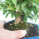 Room bonsai-PUNICA granatum-pomegranate - 2/5