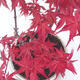 Outdoor bonsai - Maple palmatum DESHOJO - Maple palm - 2/4