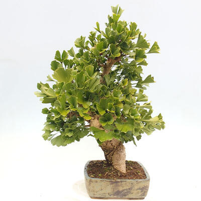 Outdoor bonsai - Ginkgo biloba - Ginkgo biloba - 2