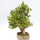 Outdoor bonsai - Ginkgo biloba - Ginkgo biloba - 2/5