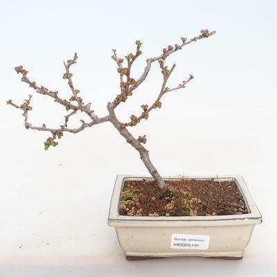 Outdoor bonsai - Chaneomeles japonica - Japanese Quince - 2