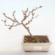 Outdoor bonsai - Chaneomeles japonica - Japanese Quince - 2/3