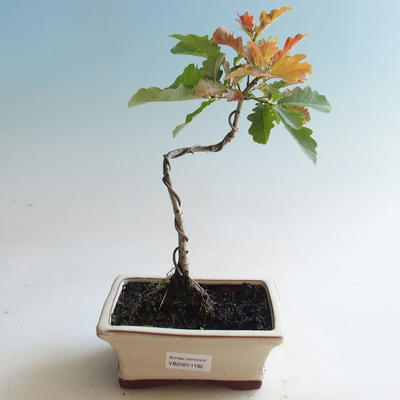 Outdoor bonsai-Quercus robur-Summer oak - 2
