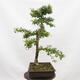Outdoor bonsai - Hawthorn - Crataegus monogyna - 2/6