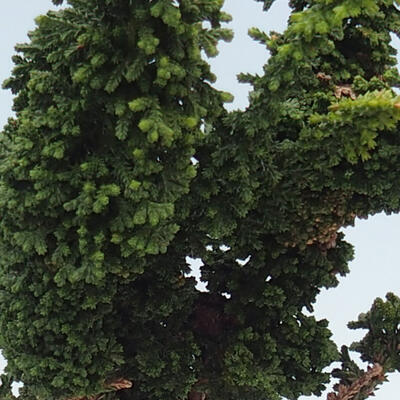 Outdoor bonsai - Cham. obtusa SEKKA HINOKI - Cypress - 2