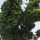 Outdoor bonsai - Cham. obtusa SEKKA HINOKI - Cypress - 2/2