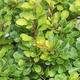 Outdoor bonsai - Berberis thunbergii Kobold - Dřištál Thunberg's - 2/4