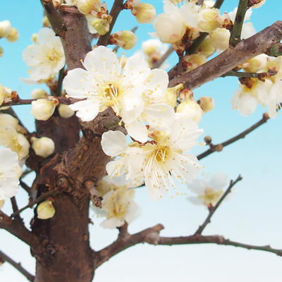 Outdoor bonsai - Japanese apricot - Prunus Mume - 2