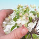 Outdoor bonsai - Malus halliana - Malplate apple tree - 2/5