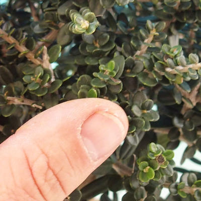 Indoor bonsai - Olea europaea sylvestris -Oliva European small leaf PB2192035 - 2