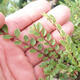 Outdoor bonsai - Ulmus parvifolia SAIGEN - Small-leaved elm - 2/2