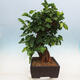 Outdoor bonsai - Morus alba - mulberry - 2/6