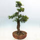 Outdoor bonsai - Zelkova - Zelkova NIRE - 2/7