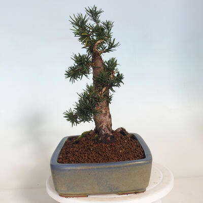 Outdoor bonsai - Taxus cuspidata - Japanese yew - 2