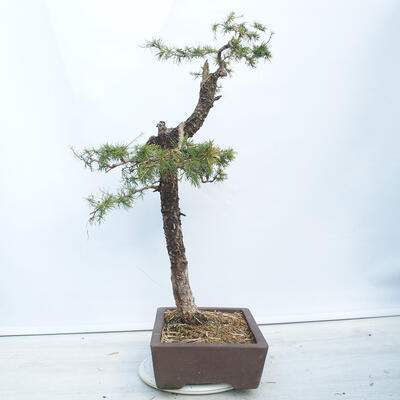 Outdoor bonsai -Larix decidua - Deciduous larch - 2