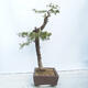 Outdoor bonsai -Larix decidua - Deciduous larch - 2/4