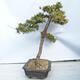 Outdoor bonsai -Larix decidua - Deciduous larch - 2/5