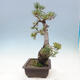 Outdoor bonsai - Pinus parviflora - small-flowered pine - 2/4