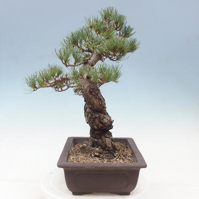 Outdoor bonsai - Pinus parviflora - small-flowered pine - 2