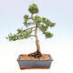 Outdoor Bonsai - Juniperus chinensis Kishu-Chinese Juniper - 2/2