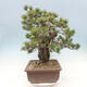 Outdoor bonsai - Pinus parviflora - small-flowered pine - 2/5