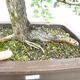 Outdoor bonsai - Hawthorn - Crataegus monogyna - 2/6