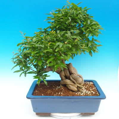 Room bonsai-PUNICA granatum-pomegranate - 2