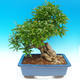 Room bonsai-PUNICA granatum-pomegranate - 2/7