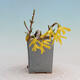 Outdoor bonsai - Zlatice - Forsythia intermedia - 2/4