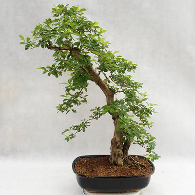 Indoor bonsai - Duranta erecta Aurea PB2191211 - 2