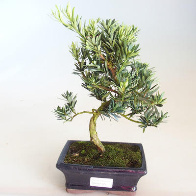 Indoor bonsai - Podocarpus - Stone yew PB2201175 - 2