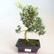 Indoor bonsai - Podocarpus - Stone yew PB2201175 - 2/2