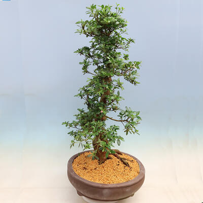 Outdoor bonsai - Japanese azalea SATSUKI- Azalea SHUSHUI - 2