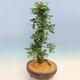 Outdoor bonsai - Japanese azalea SATSUKI- Azalea SHUSHUI - 2/6