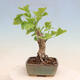 Outdoor bonsai - Ginkgo biloba - Ginkgo biloba - 2/4