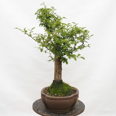 Outdoor bonsai-Ulmus Glabra-Hard Elm - 2