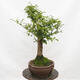 Outdoor bonsai-Ulmus Glabra-Hard Elm - 2/5