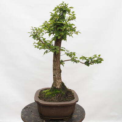 Outdoor bonsai-Ulmus Glabra-Hard Elm - 2