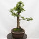 Outdoor bonsai-Ulmus Glabra-Hard Elm - 2/5