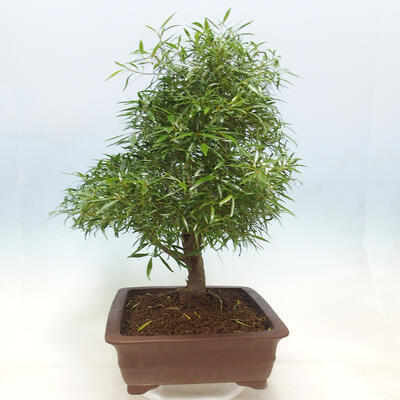 Indoor bonsai - Ficus nerifolia - small-leaved ficus - 2