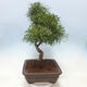 Indoor bonsai - Ficus nerifolia - small-leaved ficus - 2/4