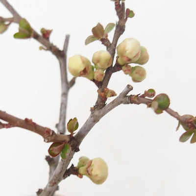 Outdoor bonsai - Chaenomeles superba jet trail - White quince - 2