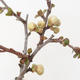 Outdoor bonsai - Chaenomeles superba jet trail - White quince - 2/4