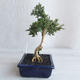 Indoor bonsai - Serissa japonica - small-leaved - 2/6