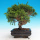 Outdoor bonsai - Juniperus chinensis Itoigava-Chinese juniper - 2/3