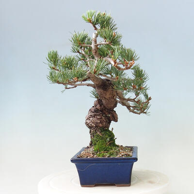 Outdoor bonsai - Pinus parviflora - small-flowered pine - 2
